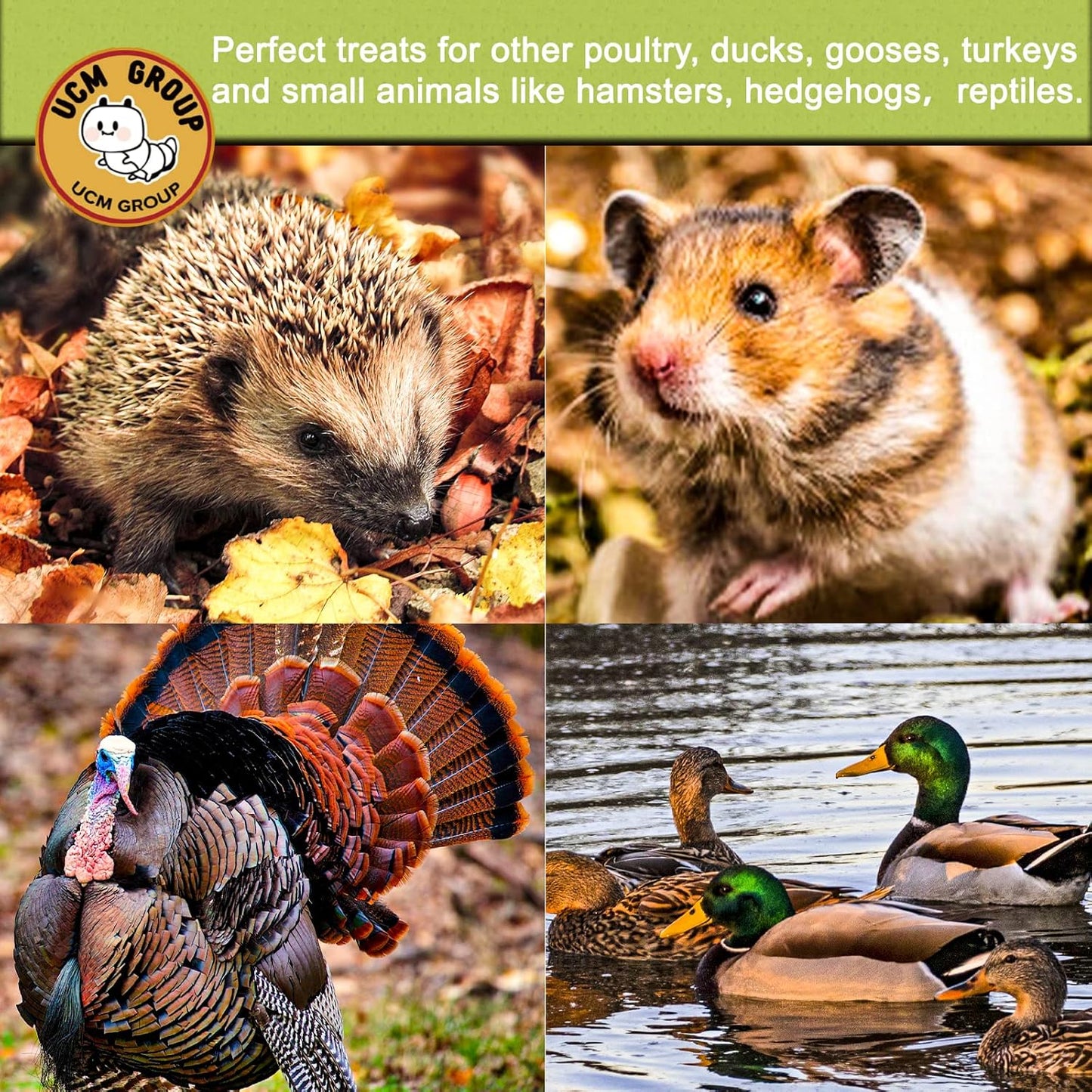 UCM Group 5LB Dried Black Soldier Fly Larvae for Chicken, Poultry, Wild Birds,No Additives, 100% Natural Non-GMO, More Calcium Chicken Treats Than Mealworms