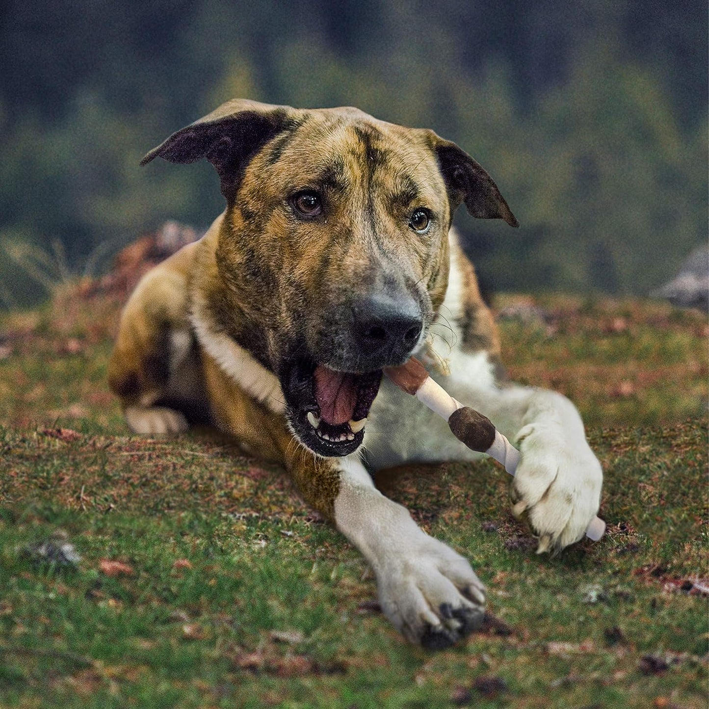 Cadet Gourmet Shish Kabob Dog Treats for Large Dogs, Healthy & Natural Chicken & Sweet Potato Chew Sticks, Beef Hide, Extra Large 10 Inch, 8 Count (Pack of 1)