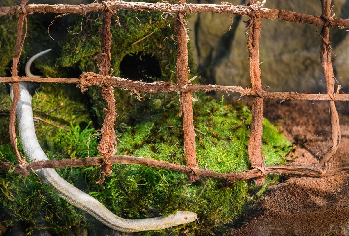 Galápagos (05213) Terrarium Green Sphagnum Moss, Natural, 4 Quart