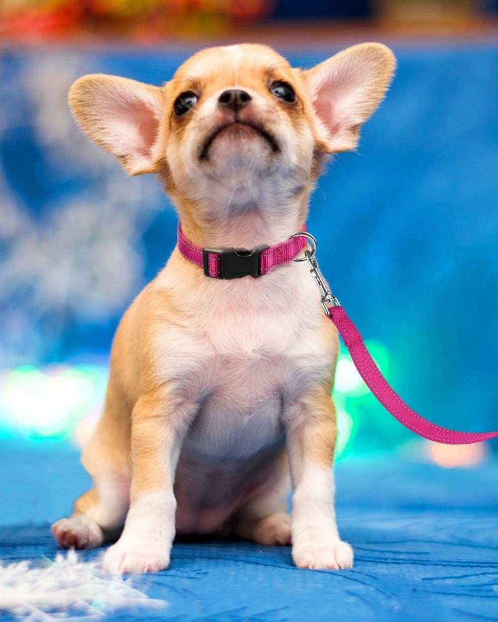 Reflective Dog Collar with Buckle Adjustable Safety Nylon Collars for Small Medium Large Dogs, Light Pink M