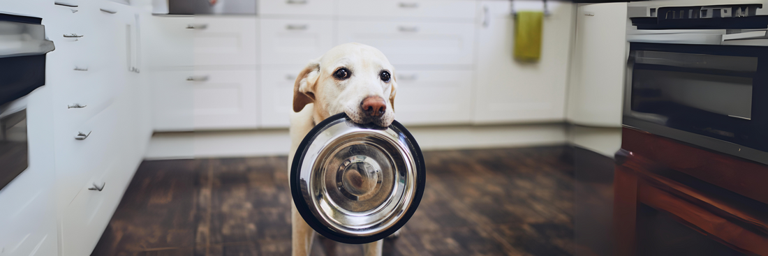 How to Choose the Best Pet Food: A Comprehensive Guide