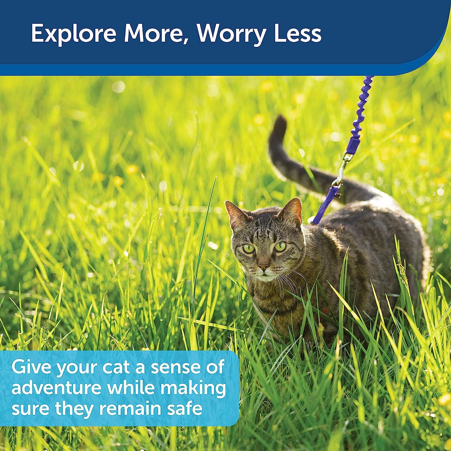 Petsafe Come with Me Kitty Harness and Bungee Leash, Harness for Cats, Medium, Royal Blue/Navy