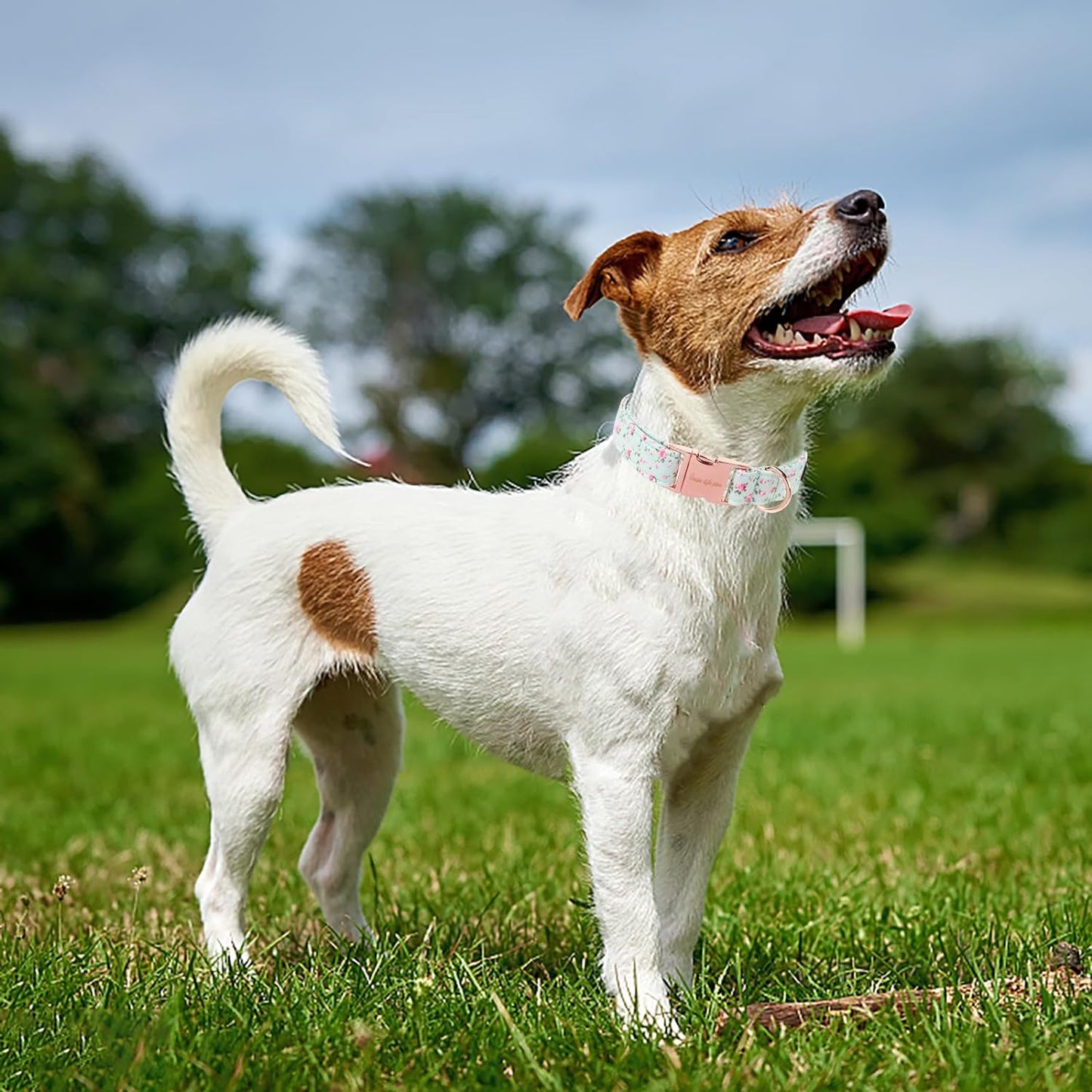 Unique Style Paws Dog Collar Metal Buckle Collar Gift for Small Medium Large Boys Girls Dogs