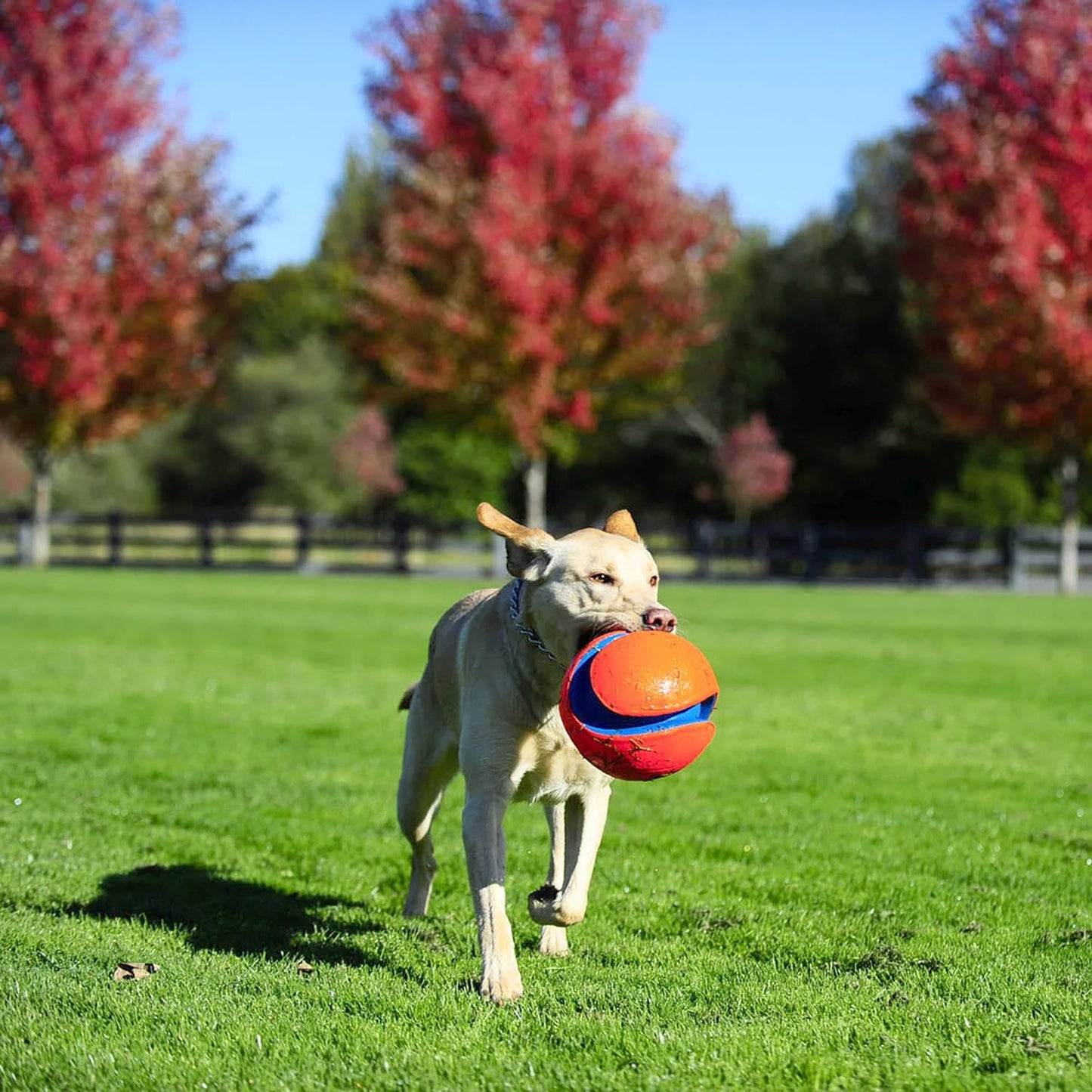 Chuckit! Kick Fetch Ball Dog Toy (6 Inch) and Chuckit! Indoor Fetch Ball Dog Toy (4.75 Inch), Orange and Blue