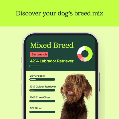 Ancestrydna Know Your Pet DNA: Dog DNA Breed Identification Test, Genetic Traits, DNA Matches, Dog DNA Test