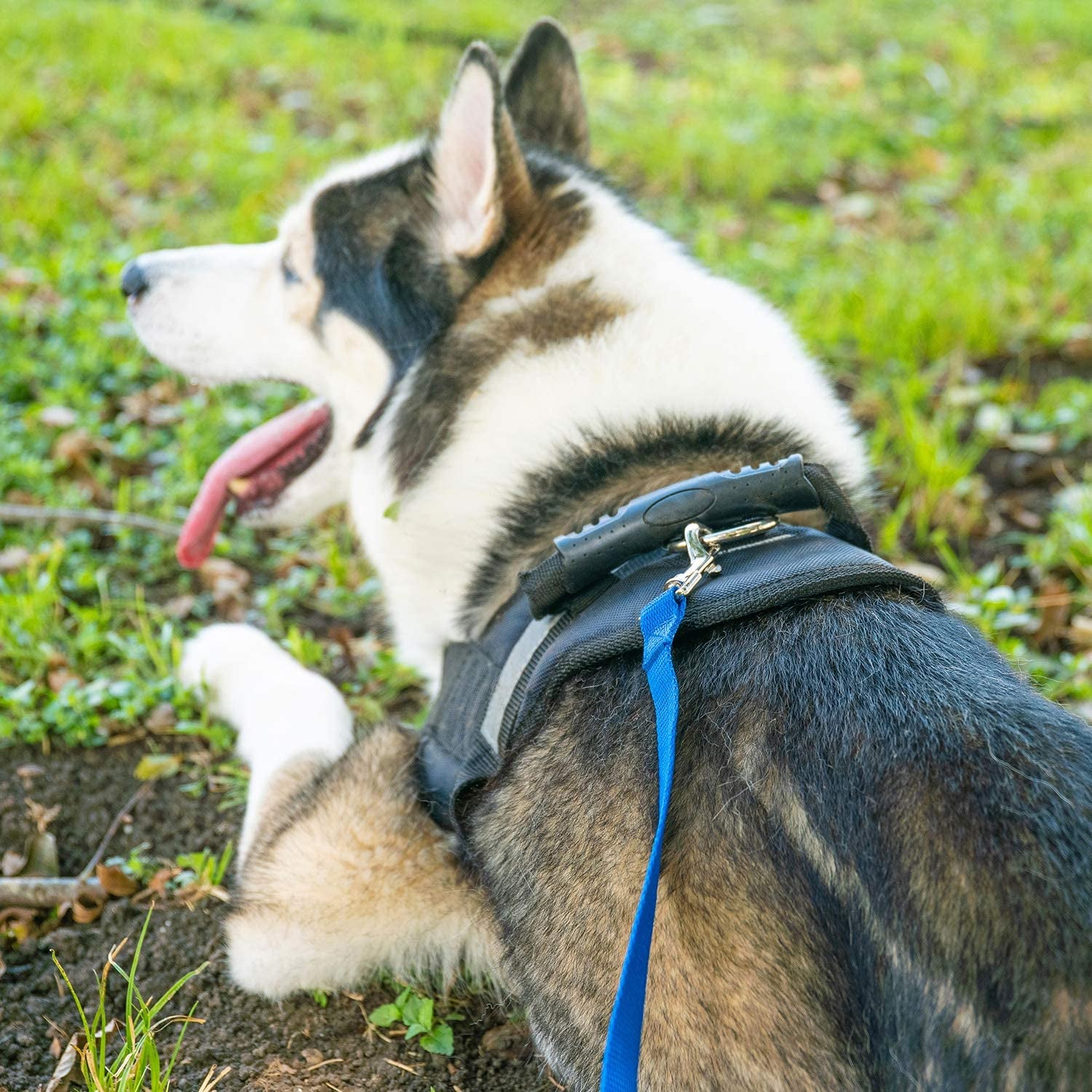 Hi Kiss Dog/Puppy Obedience Recall Training Agility Lead - 15Ft 20Ft 30Ft 50Ft 100Ft Training Leash - Great for Play, Camping, or Backyard - Black 30Ft