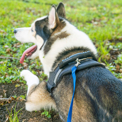 HIKISS Long Dog Leash Obedience Recall Training Agility Lead with Thickening Material for Large Dog - 15Ft 20Ft 30Ft 50Ft 100Ft Training Leash(Purple 20Ft)