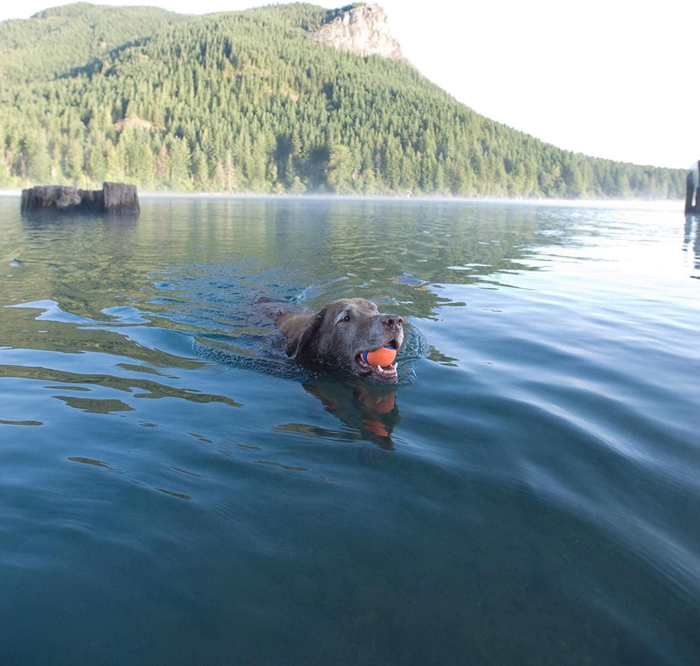 Chuckit Ultra Ball Dog Toy, XXL (4 Inch Diameter), Pack of 1, for Breeds 100+ Lbs