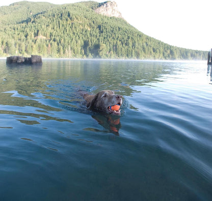 Chuckit Ultra Ball Dog Toy, XXL (4 Inch Diameter), Pack of 1, for Breeds 100+ Lbs