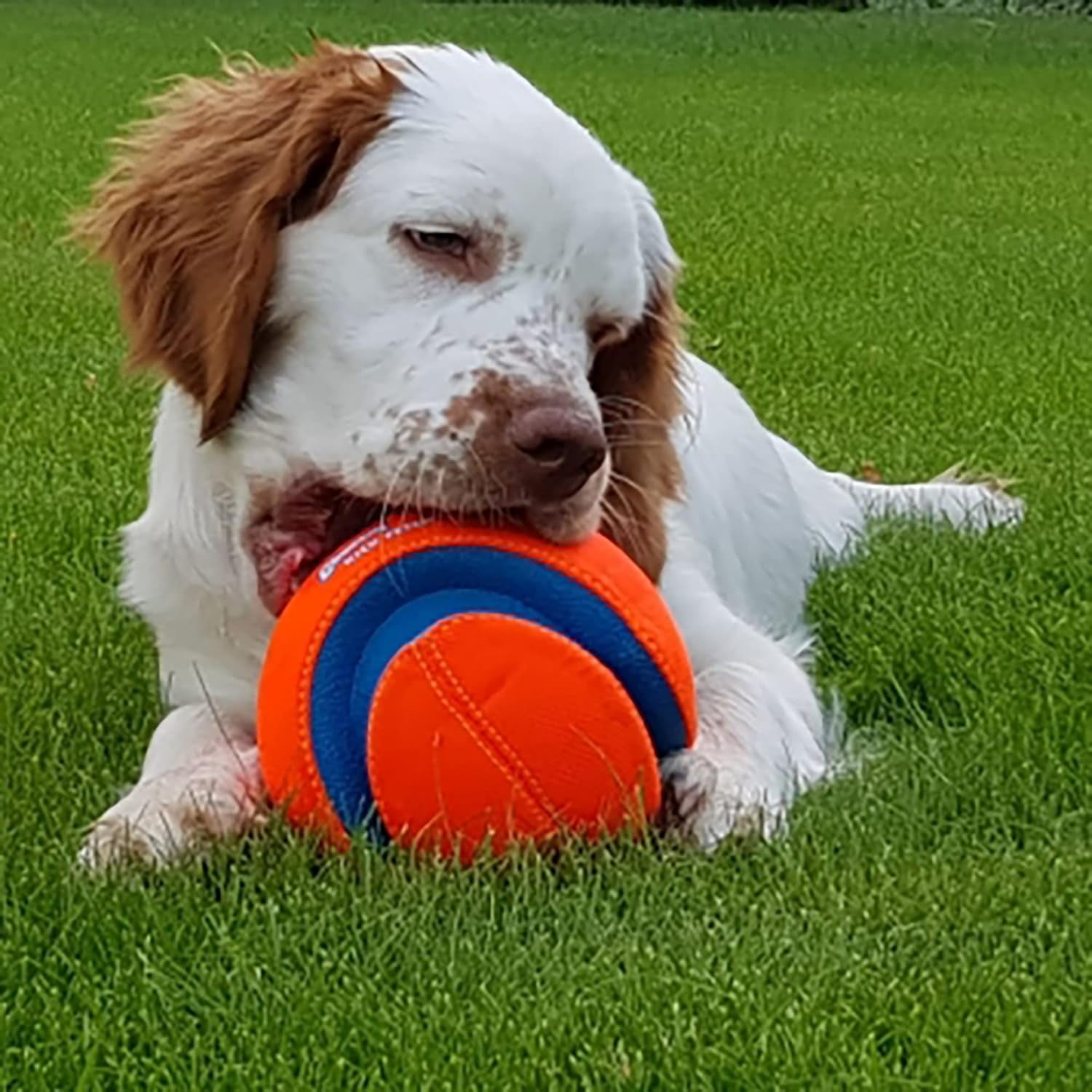 Chuckit! Kick Fetch Ball Dog Toy (6 Inch) and Chuckit! Indoor Fetch Ball Dog Toy (4.75 Inch), Orange and Blue