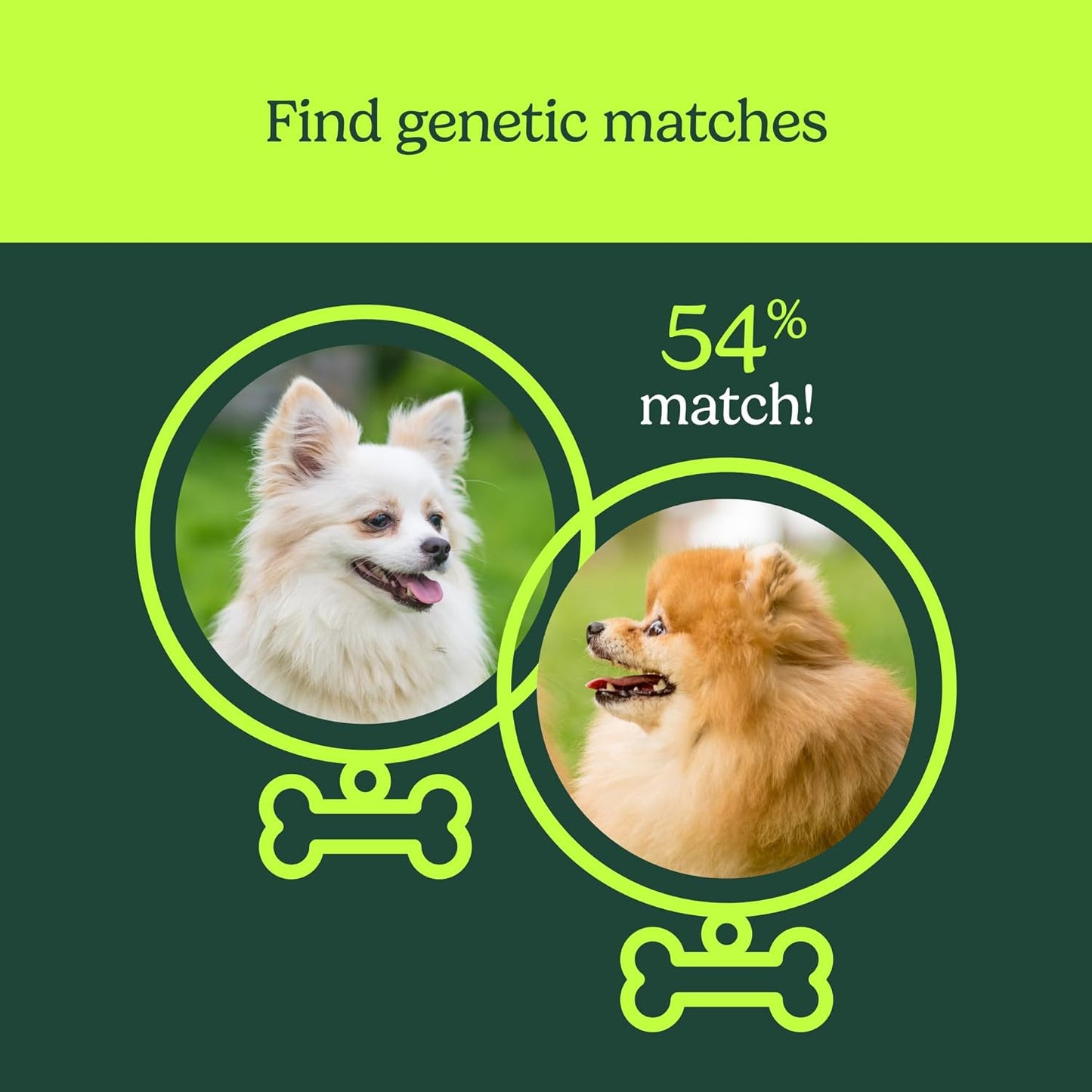 Ancestrydna Know Your Pet DNA: Dog DNA Breed Identification Test, Genetic Traits, DNA Matches, Dog DNA Test