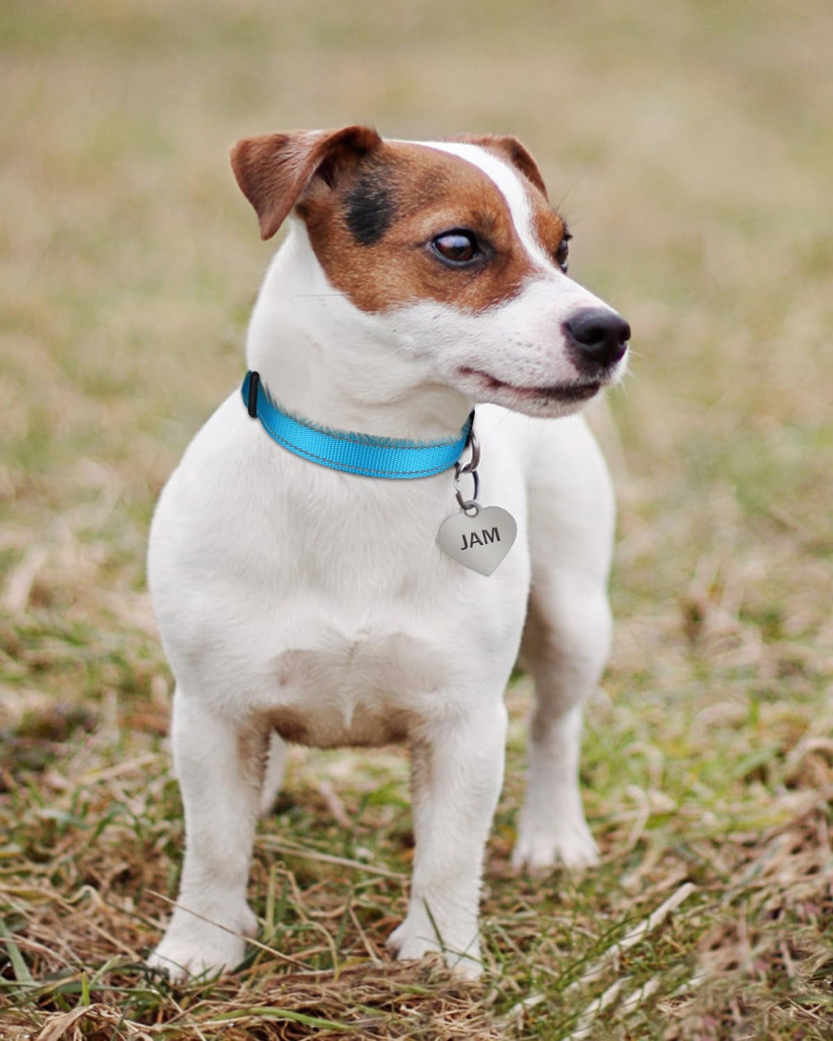 Tagme Reflective Nylon Dog Collars, Adjustable Classic Dog Collar with Quick Release Buckle for Large Dogs, Sky Blue, 1.0" Width