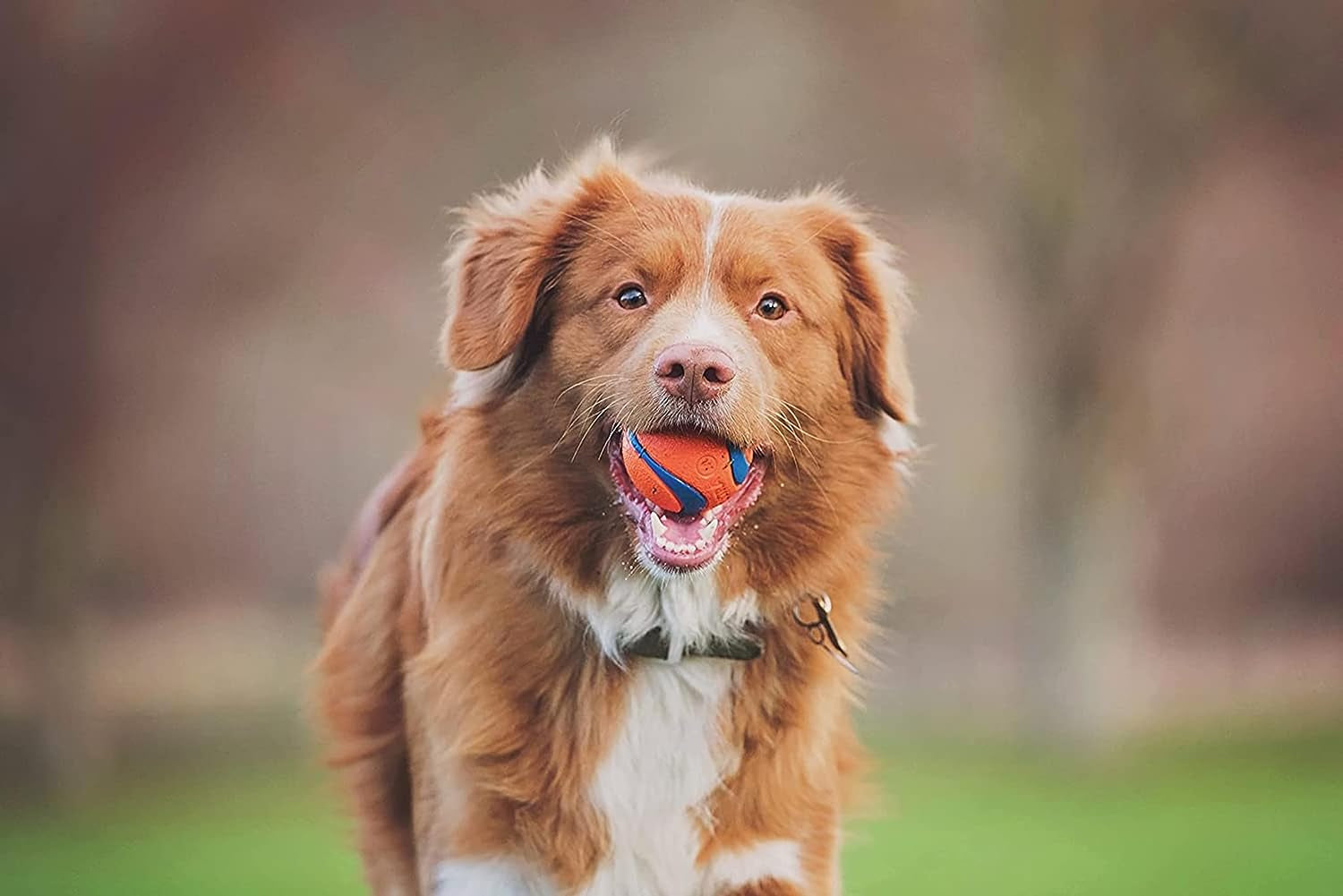 Chuckit! Fetch Medley Dog Ball Dog Toys, Medium (2.5 Inch) Pack of 3, for Medium Breeds & Paraflight Flying Disc Dog Toy, Large (9.75"), Orange and Blue