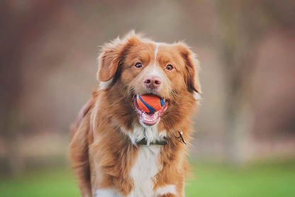 Chuckit! Fetch Medley Dog Ball Dog Toys, Medium (2.5 Inch) Pack of 3, for Medium Breeds, Includes Whistler, Max Glow and Rebounce Balls & Indoor Fetch Ball Dog Toy (4.75 Inch), Orange and Blue