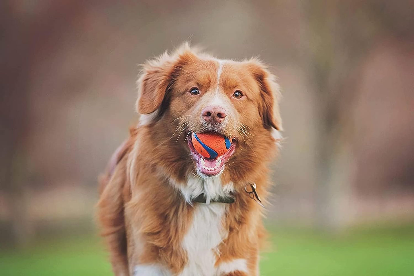 Chuckit! Fetch Toys for Dogs - Whistler, Glow and Rebounce Balls plus Ultra Fetch Stick