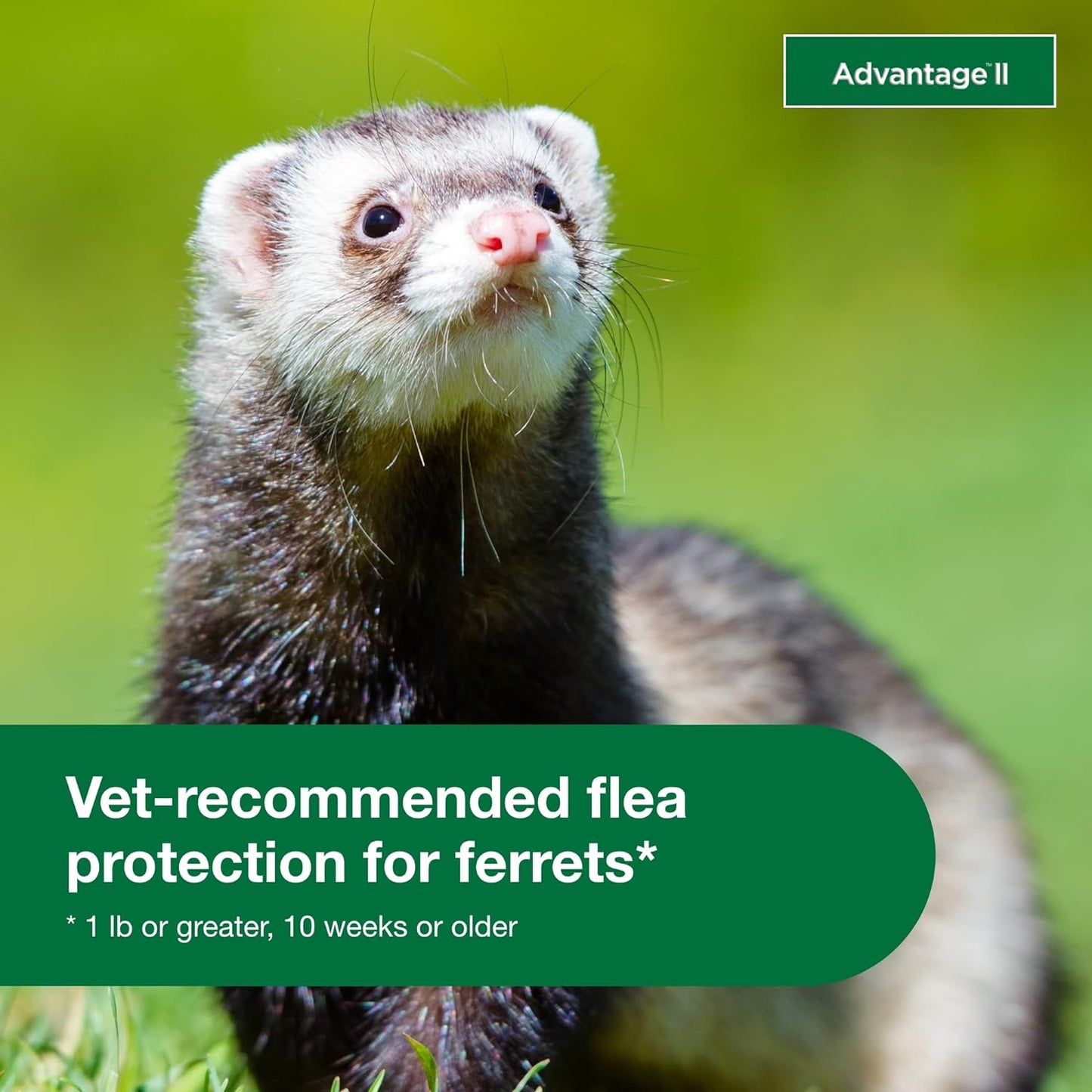 Advantage II Ferret Vet-Recommended Flea Treatment & Prevention | Ferret 1+ Lbs. | 2-Month Supply