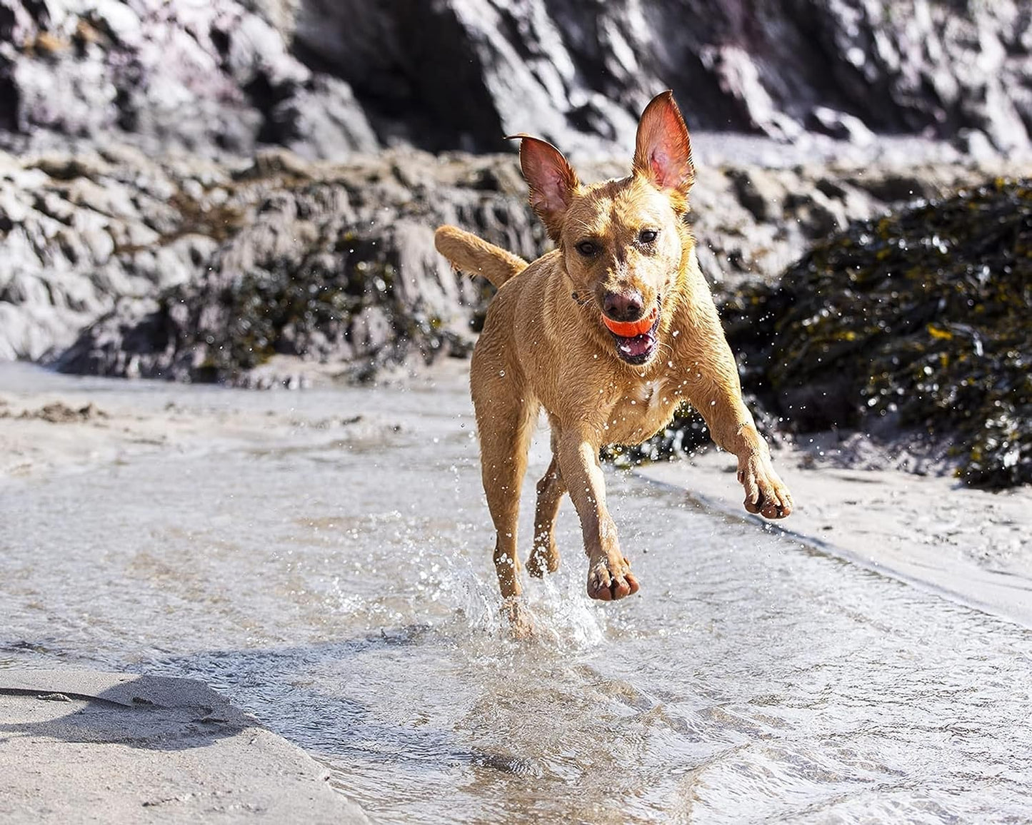 Chuckit! Fetch Toys for Dogs - Whistler, Glow and Rebounce Balls plus Ultra Fetch Stick