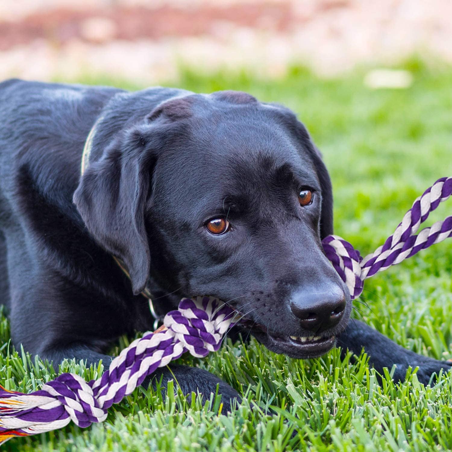 Dog Chew Toys for Aggressive Chewers, XL Dog Toys for Large Dogs, 5 Pack Indestructible Dog Toys for Aggressive Chewers, Cotton Dog Rope Toys, Tough Dog Bones for Aggressive Chewers Large Breed