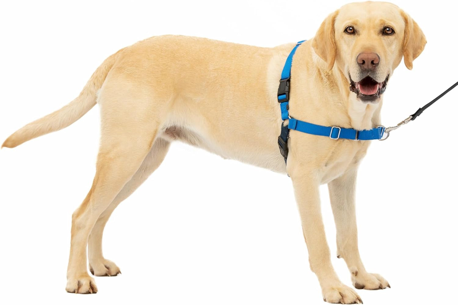 Petsafe Easy Walk No-Pull Dog Harness - the Ultimate Harness to Help Stop Pulling - Take Control & Teach Better Leash Manners - Helps Prevent Pets Pulling on Walks - Large, Royal Blue/Navy Blue