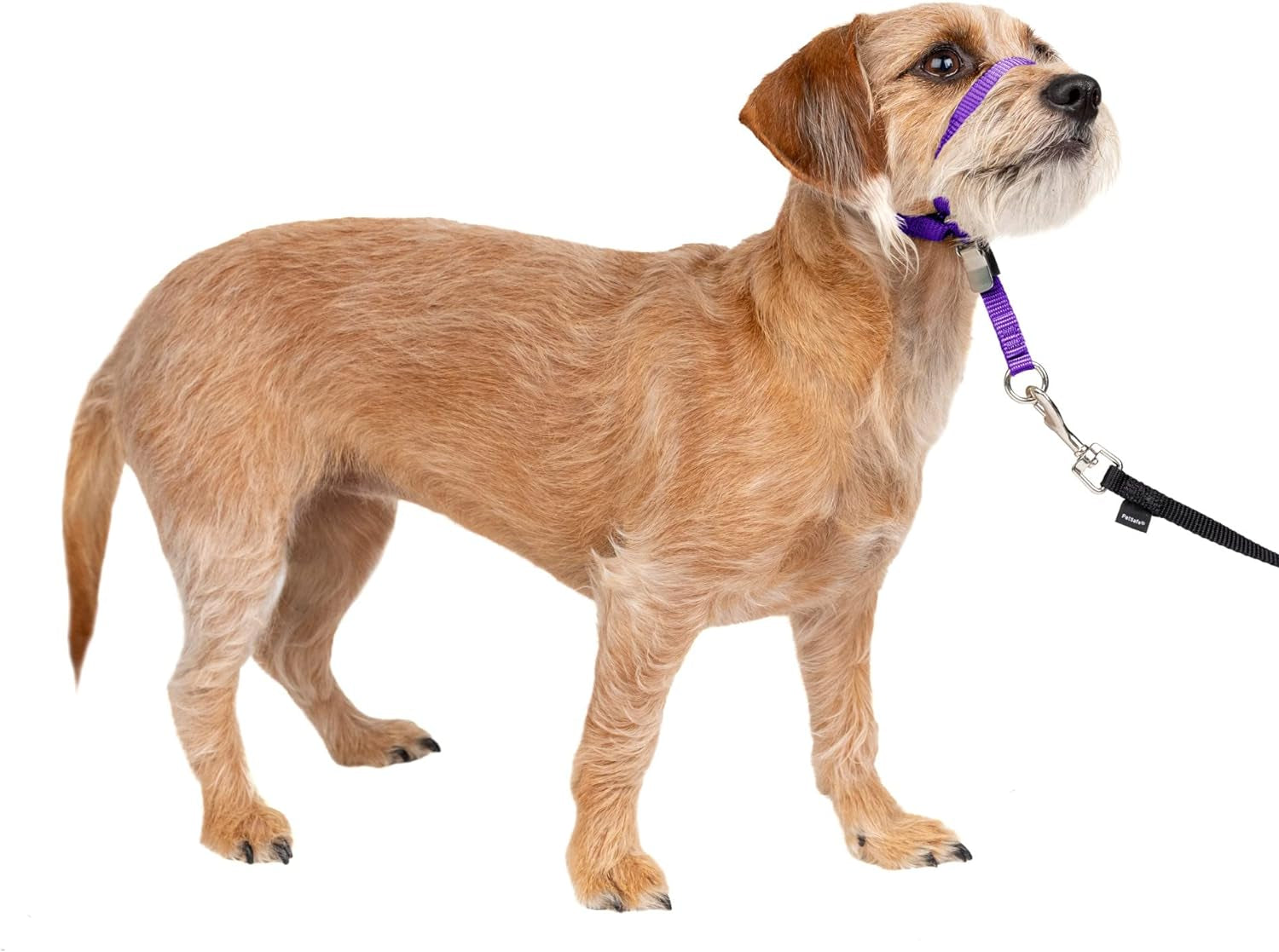 Petsafe Gentle Leader No-Pull Dog Headcollar - the Ultimate Solution to Pulling - Redirects Your Dog'S Pulling for Easier Walks - Helps You Regain Control - Small, Deep Purple