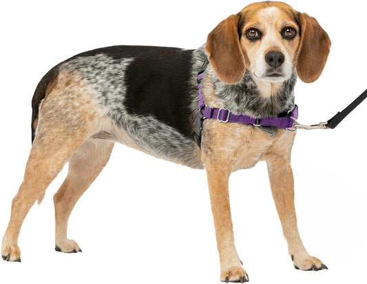 Petsafe Easy Walk No-Pull Dog Harness - the Ultimate Harness to Help Stop Pulling - Take Control & Teach Better Leash Manners - Helps Prevent Pets Pulling on Walks - Small/Medium, Deep Purple/Black