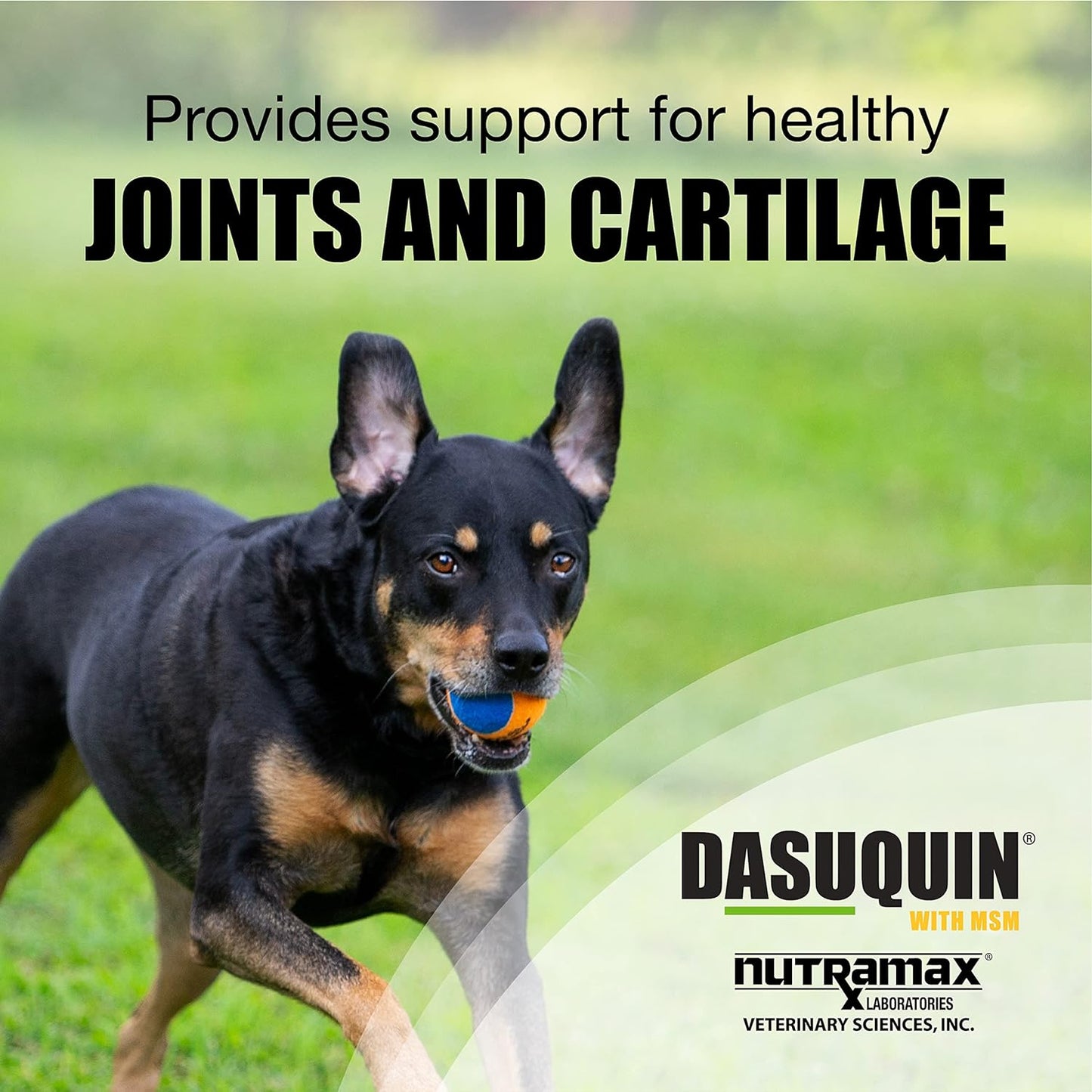 Nutramax Laboratories Dasuquin with MSM Joint Health Supplement for Large Dogs - with Glucosamine, MSM, Chondroitin, ASU, Boswellia Serrata Extract, and Green Tea Extract, 84 Soft Chews