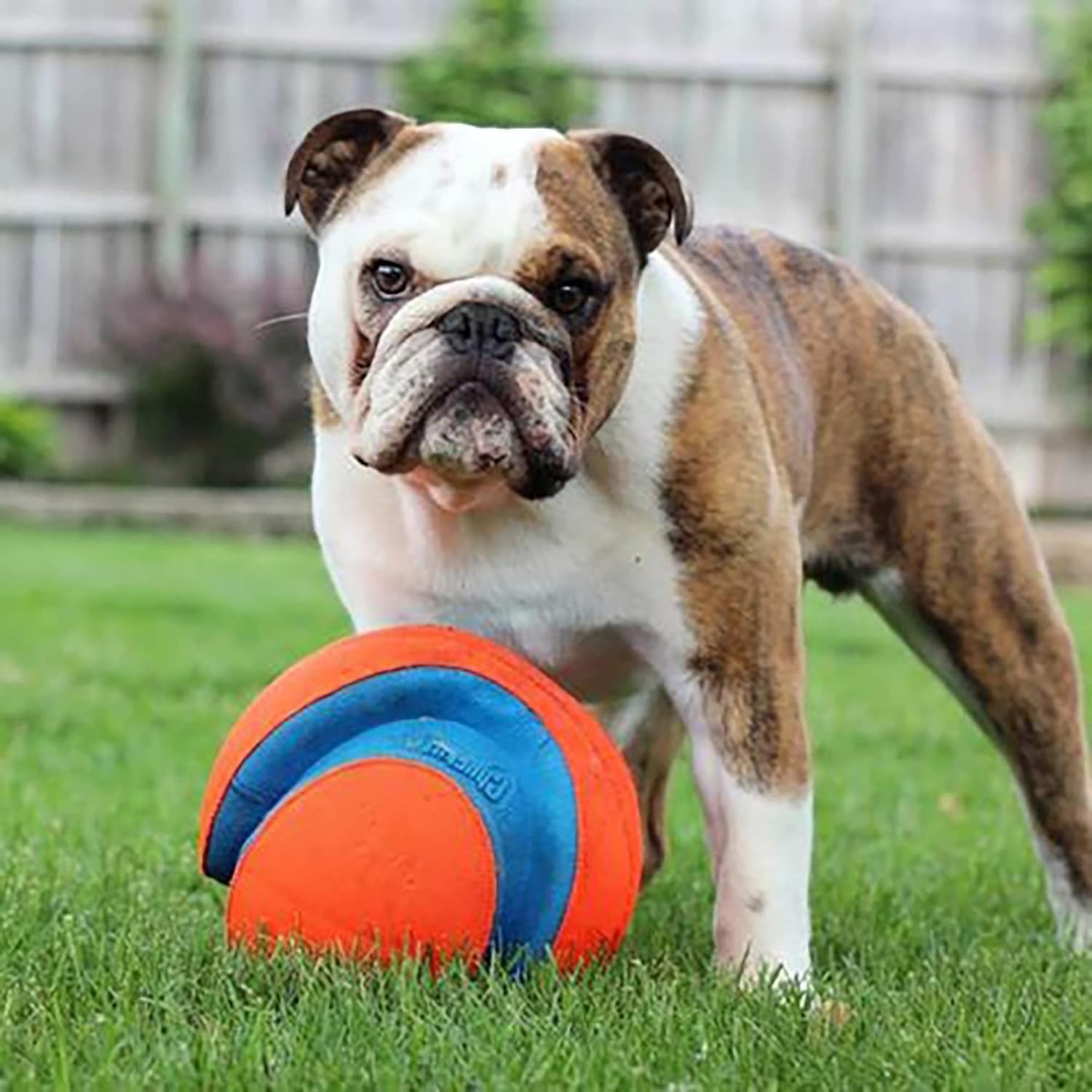 Chuckit! Kick Fetch Ball Dog Toy (6 Inch) and Chuckit! Indoor Fetch Ball Dog Toy (4.75 Inch), Orange and Blue