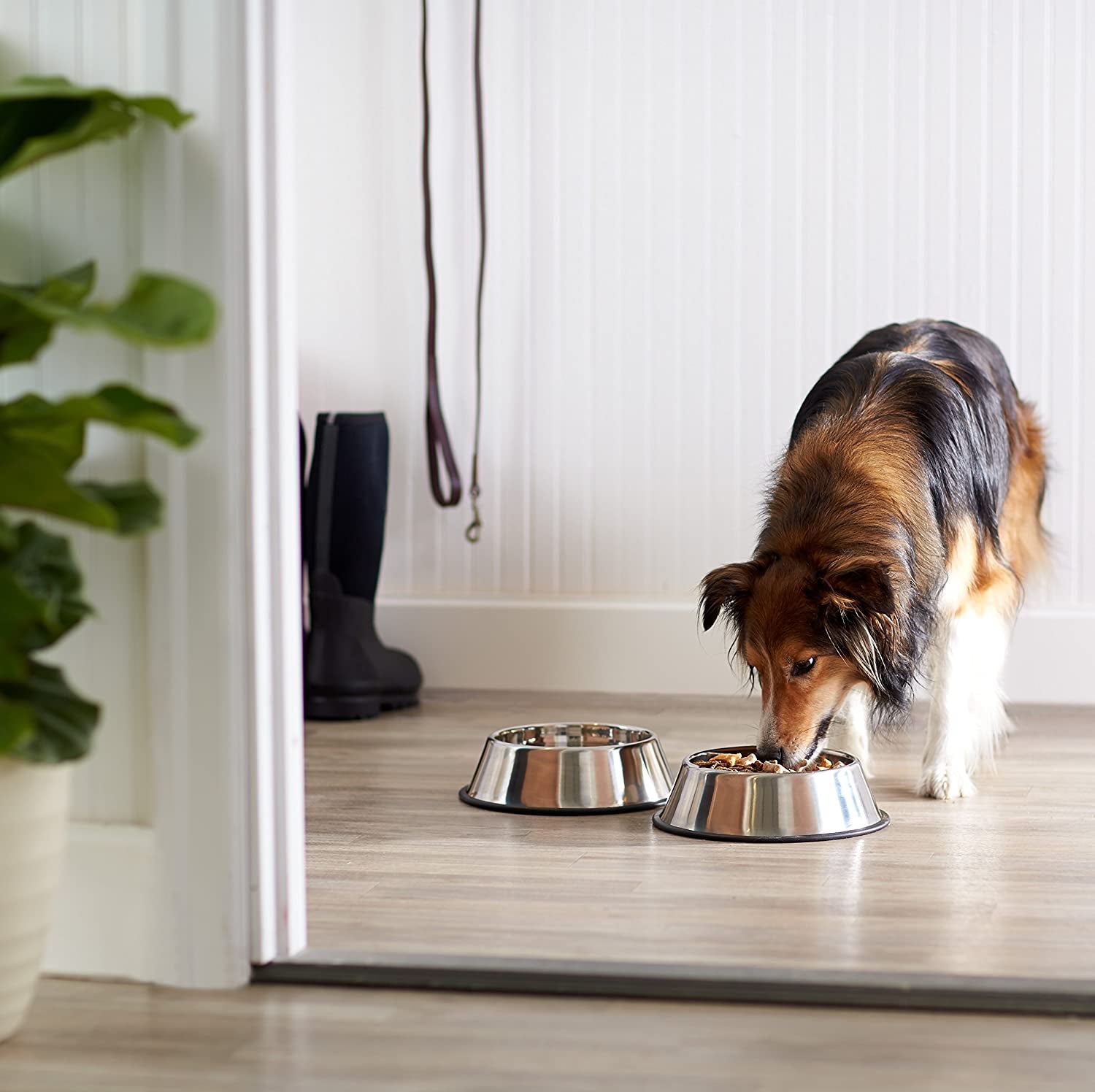 Amazon Basics Stainless Steel Dog Bowl, Single