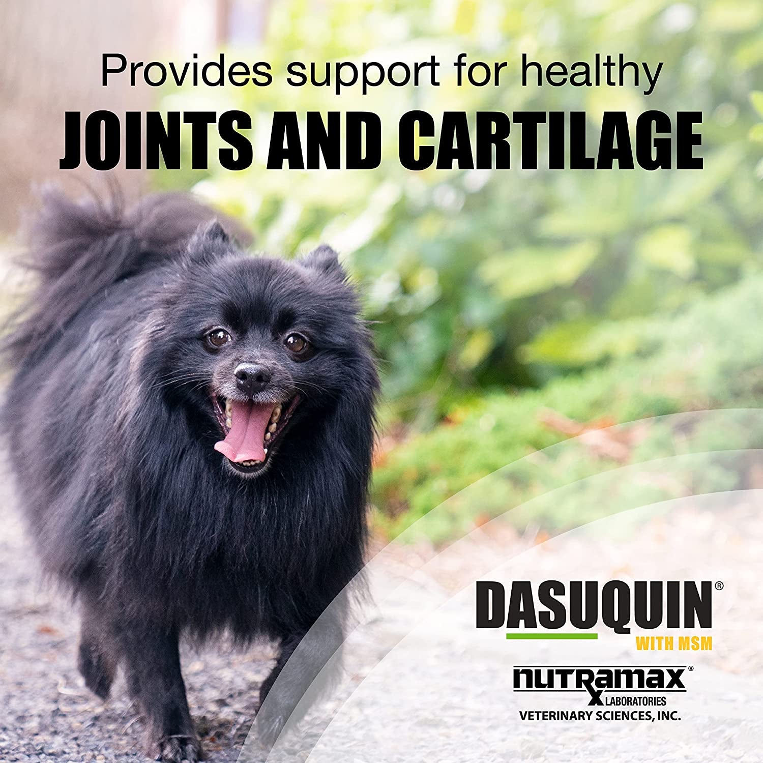 Nutramax Laboratories Dasuquin with MSM Joint Health Supplement for Small to Medium Dogs - with Glucosamine, MSM, Chondroitin, ASU, Boswellia Serrata Extract, and Green Tea Extract, 84 Soft Chews