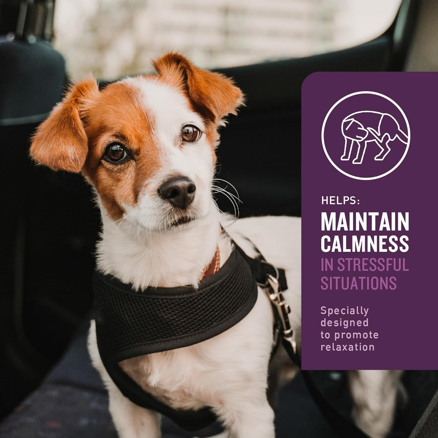 Vetiq Calming Support Supplement for Dogs, Calming Chews Help Manage Stress and Promote Relaxation, Anxiety Relief for Dogs, Made in the USA, 120 Count