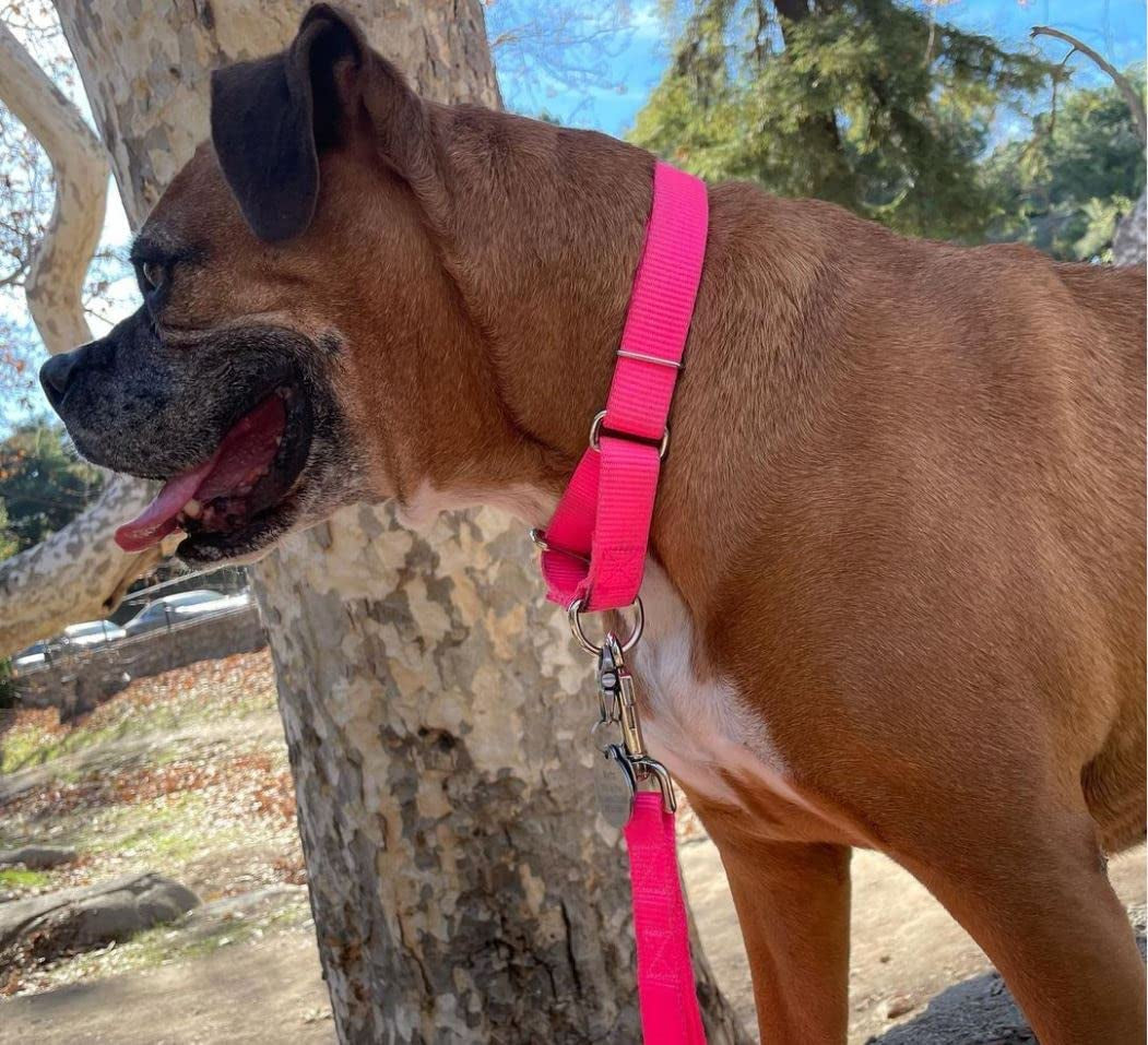 Country Brook Design - Lavender Martingale Heavy Duty Nylon Dog Collar - 21 Vibrant Color Options (3/4 Inch Width, Small)