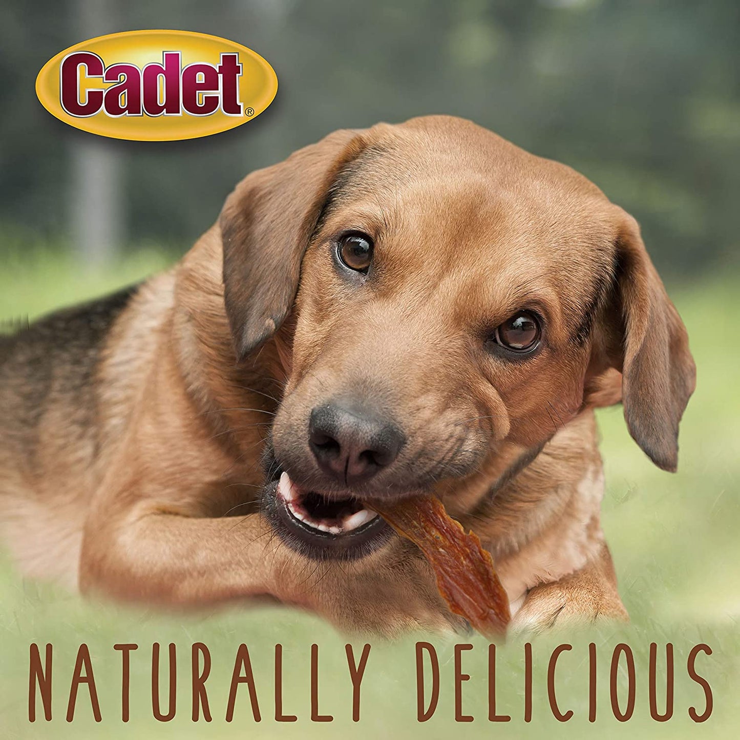 Cadet Gourmet Duck Breast Dog Treats - Healthy & Natural Dog Training Treats for Small & Large Dogs - Inspected & Tested in USA (2.5 lb.)