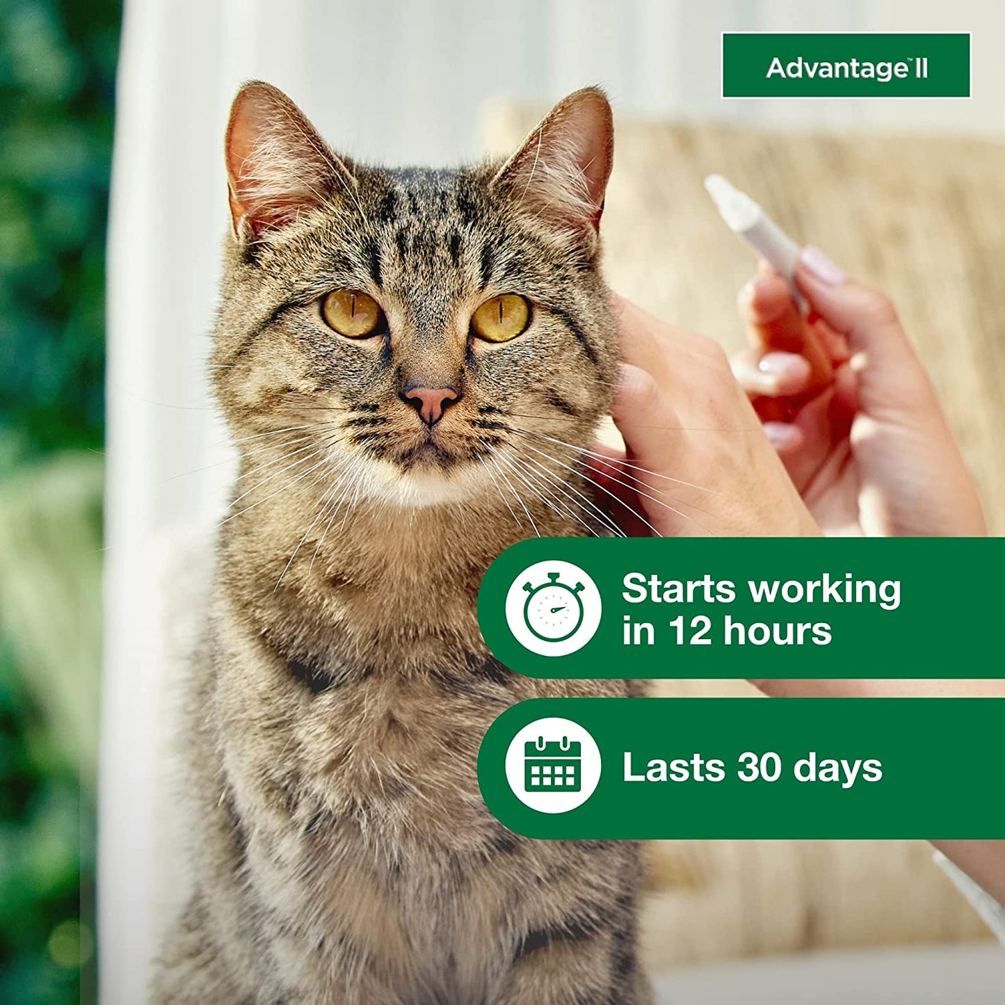 Advantage II Large Cat Vet-Recommended Flea Treatment & Prevention | Cats over 9 Lbs. | 3-Month Supply