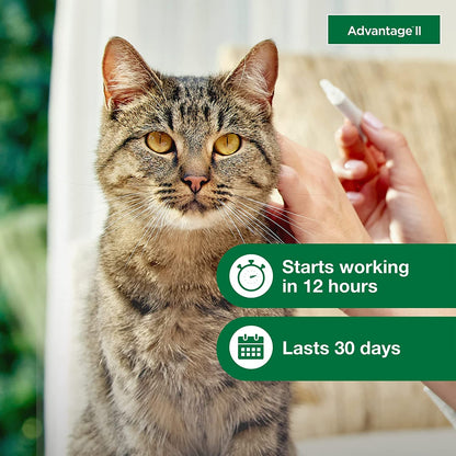 Advantage II Large Cat Vet-Recommended Flea Treatment & Prevention | Cats over 9 Lbs. | 3-Month Supply