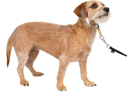 Petsafe Gentle Leader No-Pull Dog Headcollar - the Ultimate Solution to Pulling - Redirects Your Dog'S Pulling for Easier Walks - Helps You Regain Control - Small, Fawn