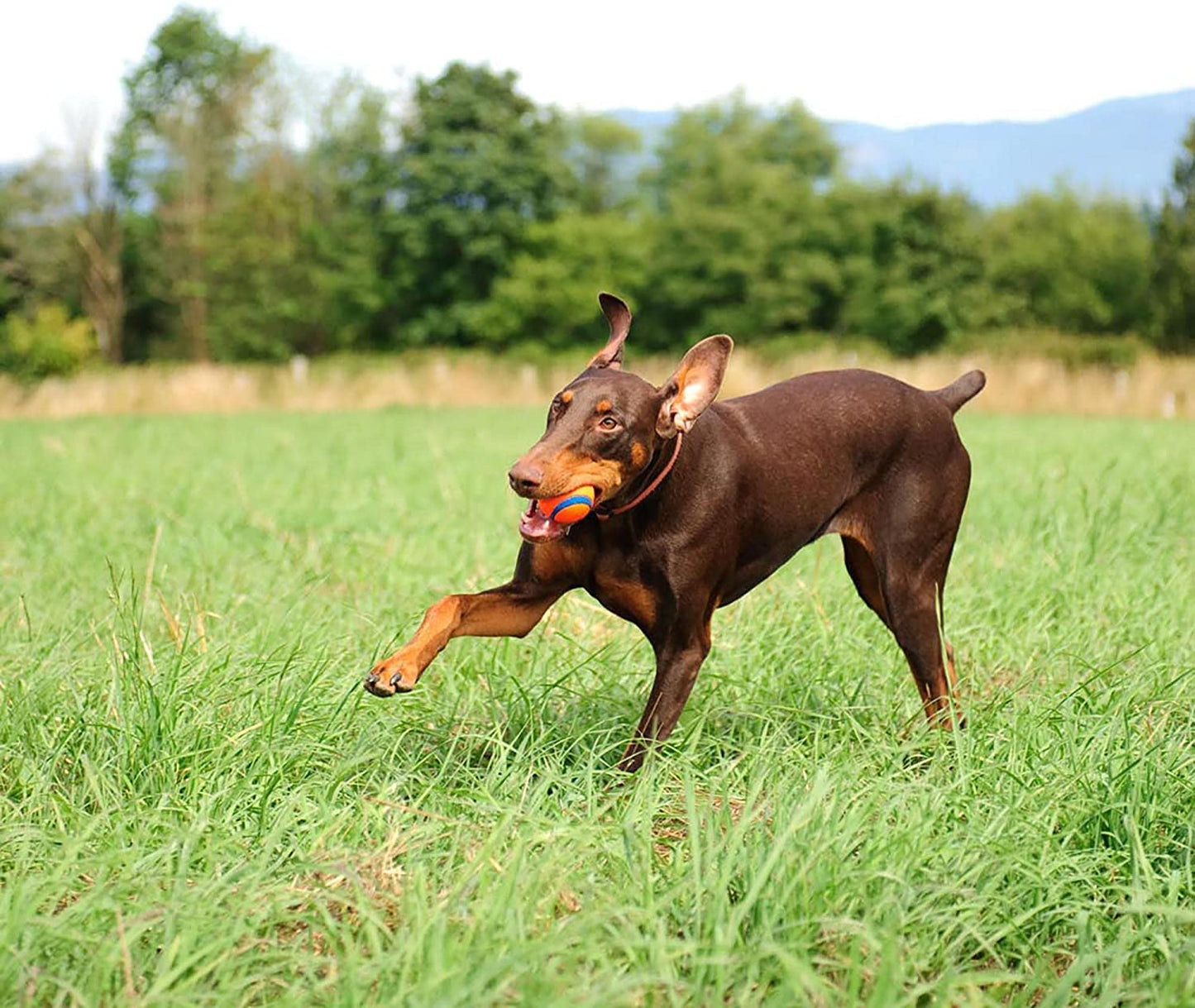 Chuckit! Ultra Squeaker Dog Ball, Fetch Toy, Extra Large - 3.5 Inch, for 100Lb and Over, 1 Pack