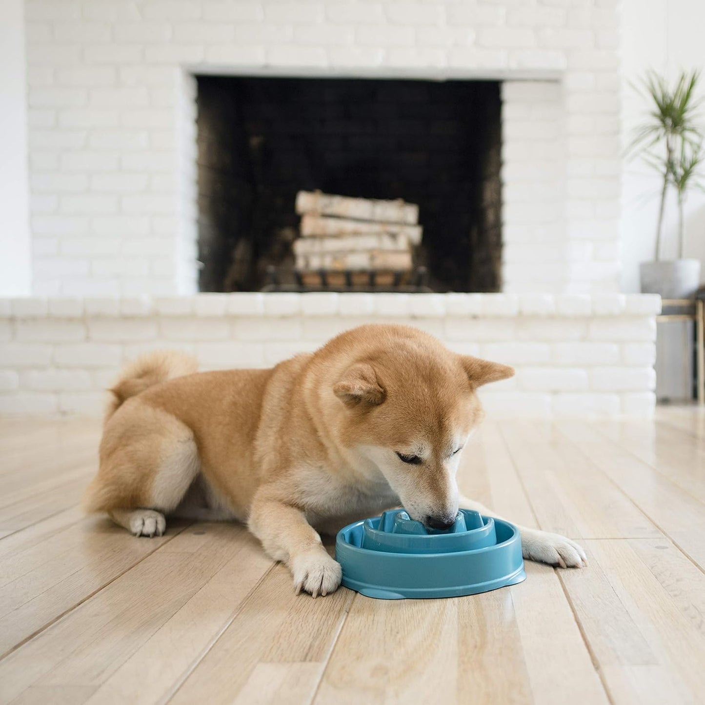 Outward Hound Fun Feeder Slo Bowl, Slow Feeder Dog Bowl, Medium/Mini, Turquoise