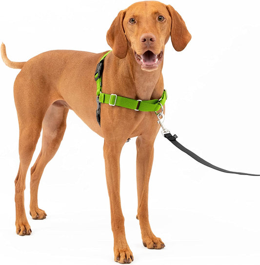 Petsafe Easy Walk No-Pull Dog Harness - the Ultimate Harness to Help Stop Pulling - Take Control & Teach Better Leash Manners - Helps Prevent Pets Pulling on Walks - Medium, Apple Green/Gray