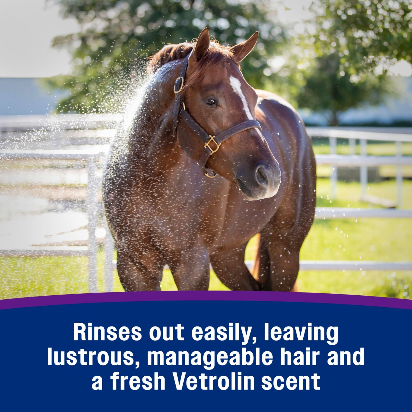 Farnam Vetrolin Bath, Ultra-Hydrating Argan Oil Conditioning Shampoo, Enhances Shine, Soothes Dry Skin, for Horses and Dogs, 64 oz.