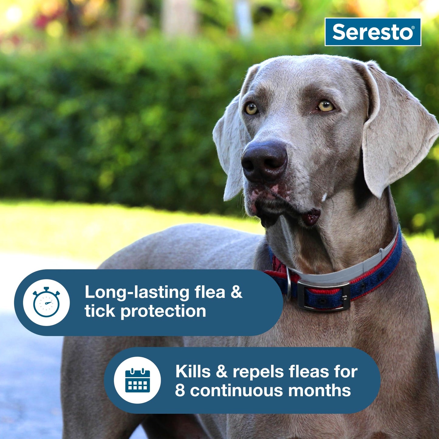 Seresto Flea & Tick Collar For Dogs Over 18 lbs., Treatment & Prevention, Vet-Recommend, 8 Month Protection