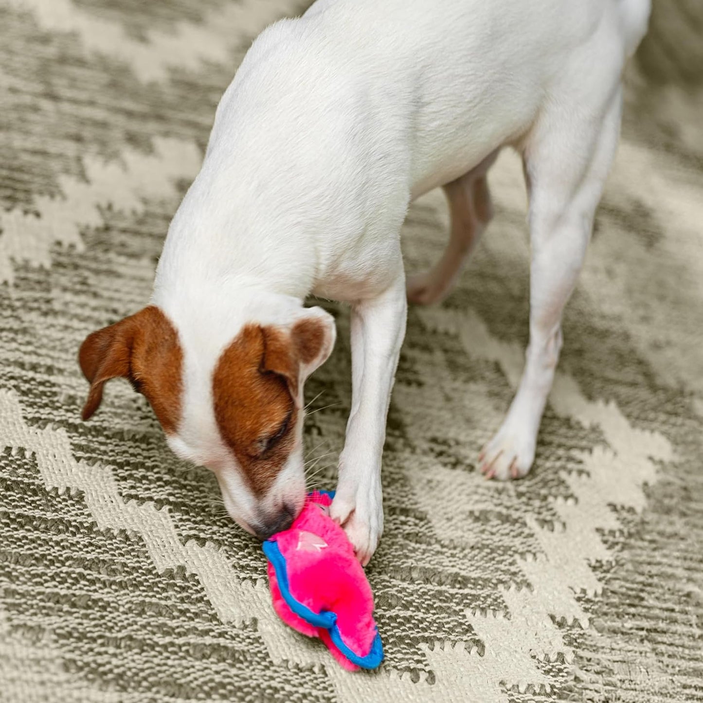 Outward Hound Durablez Tough Plush Squeaky Dog Toy, Hedgehog, Turquoise, XS