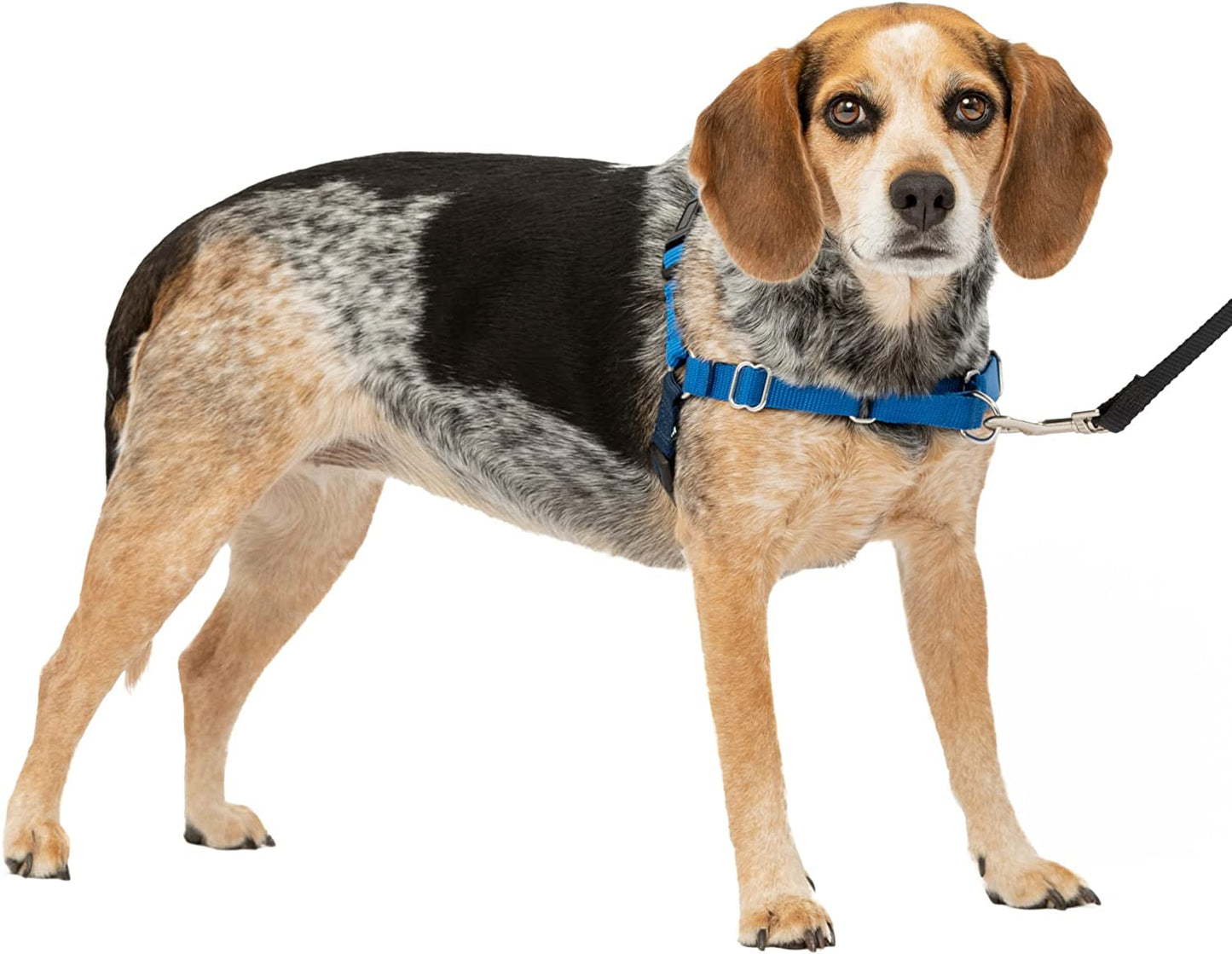 Petsafe Easy Walk No-Pull Dog Harness - the Ultimate Harness to Help Stop Pulling - Take Control & Teach Better Leash Manners - Helps Prevent Pets Pulling on Walks - Small/Medium, Royal Blue/Navy Blue