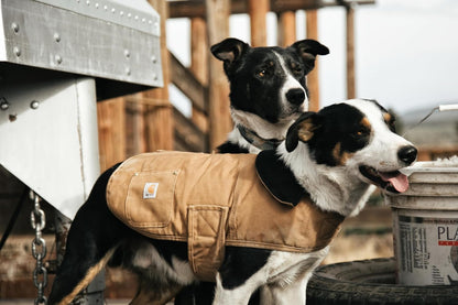 Carhartt Firm Duck Insulated Dog Chore Coat Hunter Orange/Brass LG