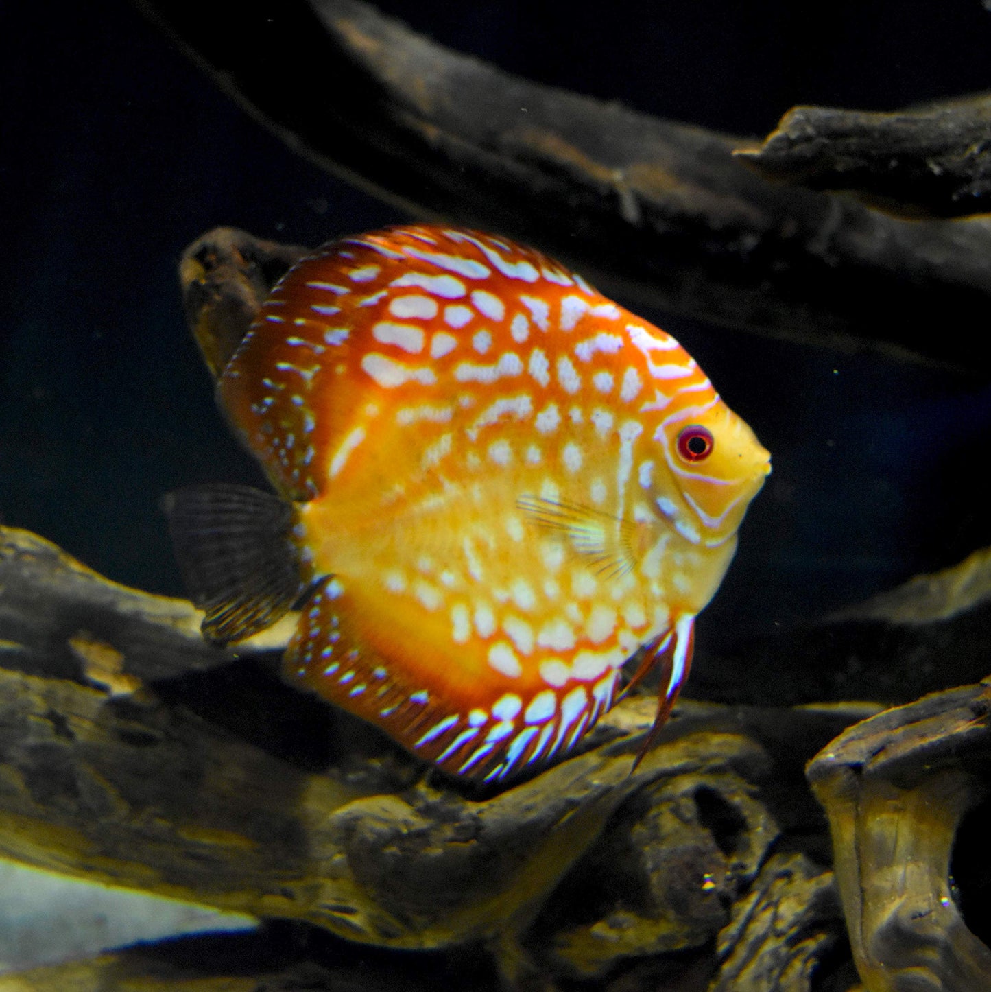 Seachem Discus Buffer 1 Kilo,white