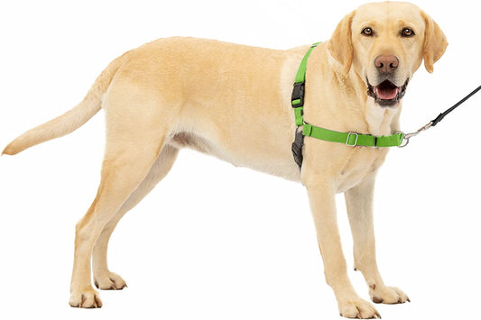 Petsafe Easy Walk No-Pull Dog Harness - the Ultimate Harness to Help Stop Pulling - Take Control & Teach Better Leash Manners - Helps Prevent Pets Pulling on Walks - Large, Apple Green/Gray