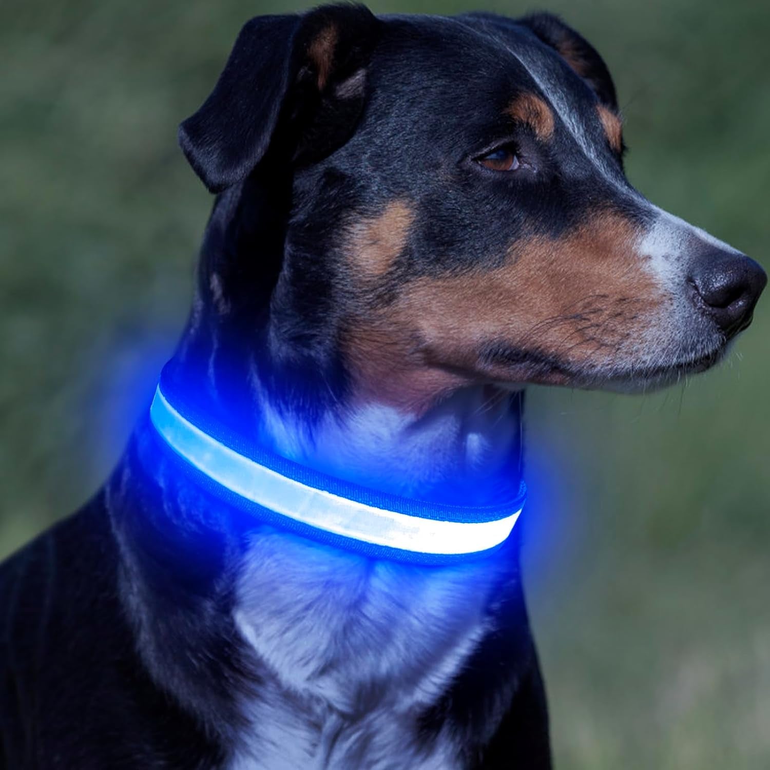 LED Dog Collar, Light up Dog Collar Adjustable USB Rechargeable Super Bright Safety Light Glowing Collars for Dogs(Medium,Blue)