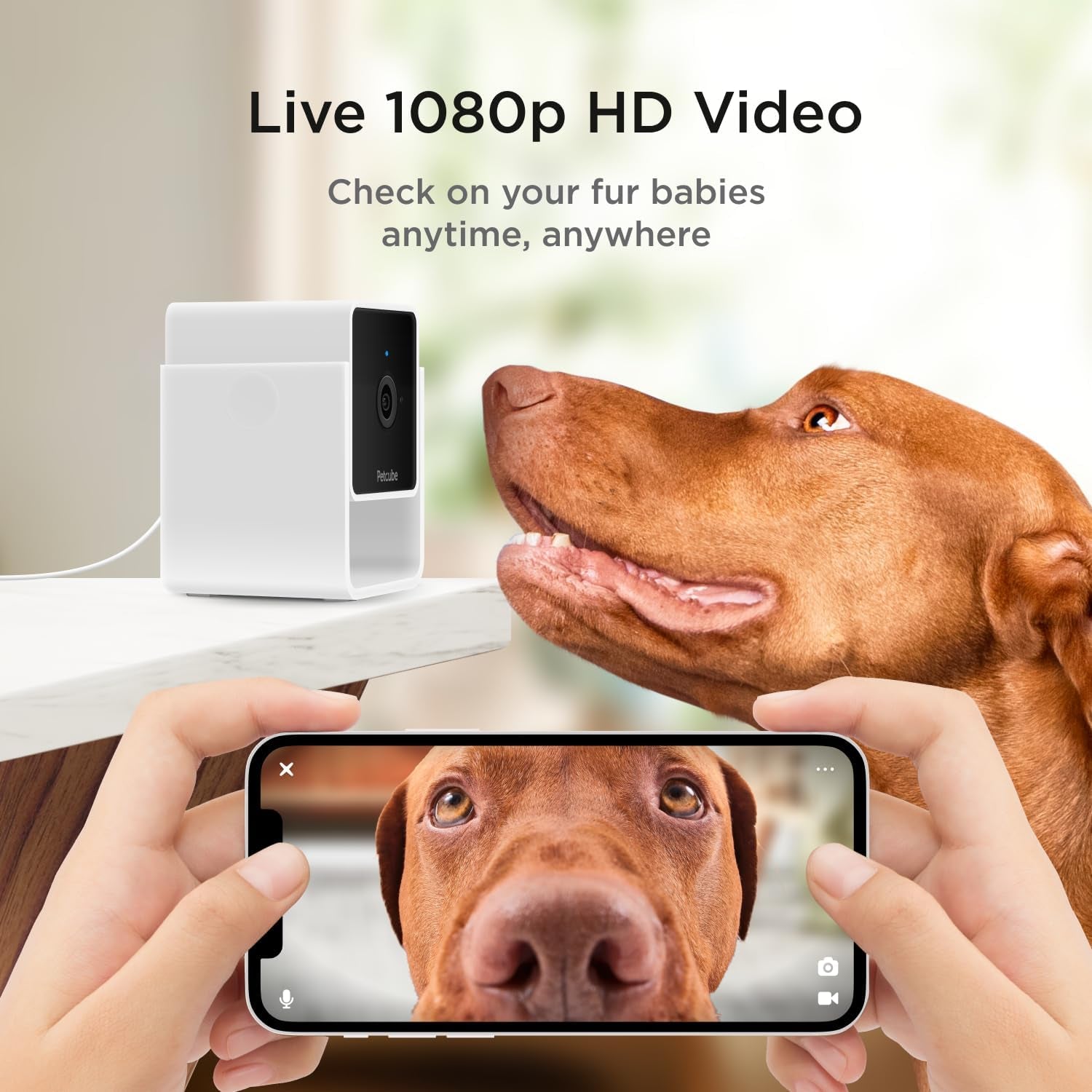 Petcube Cam The Pack of 3 | Indoor Wi-Fi Pet Security Camera with Phone App, 2-Way Audio and Video, Night Vision, 1080p HD Video and Smart Alerts