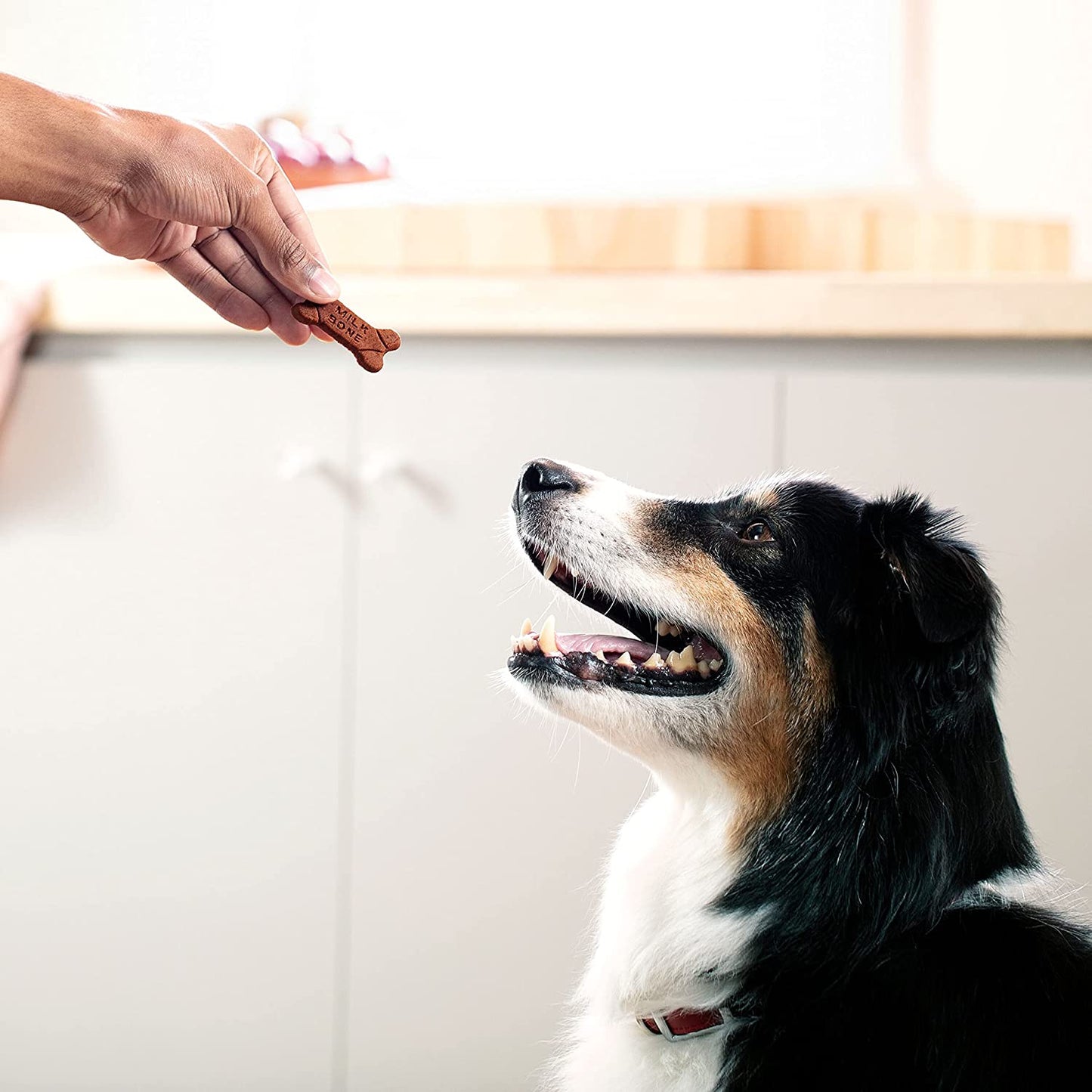 Milk-Bone Soft & Chewy Dog Treats Made with Real Bacon, 5.6 Ounce (Pack of 10)