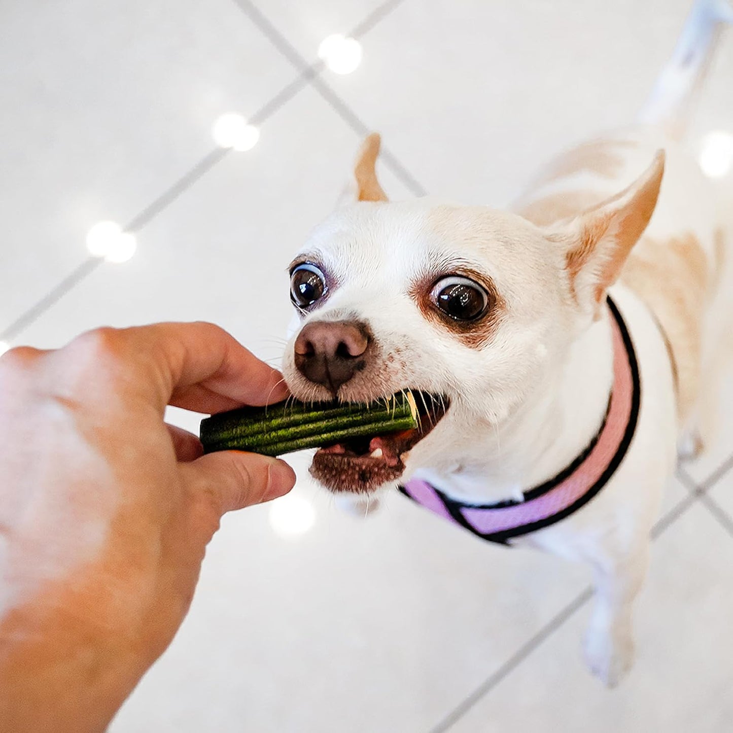 Ark Naturals Brushless Toothpaste, Dog Dental Chews for Extra Large Breeds, Freshens Breath, Unique Texture Helps Reduce Plaque & Tartar, 24Oz, 1 Pack