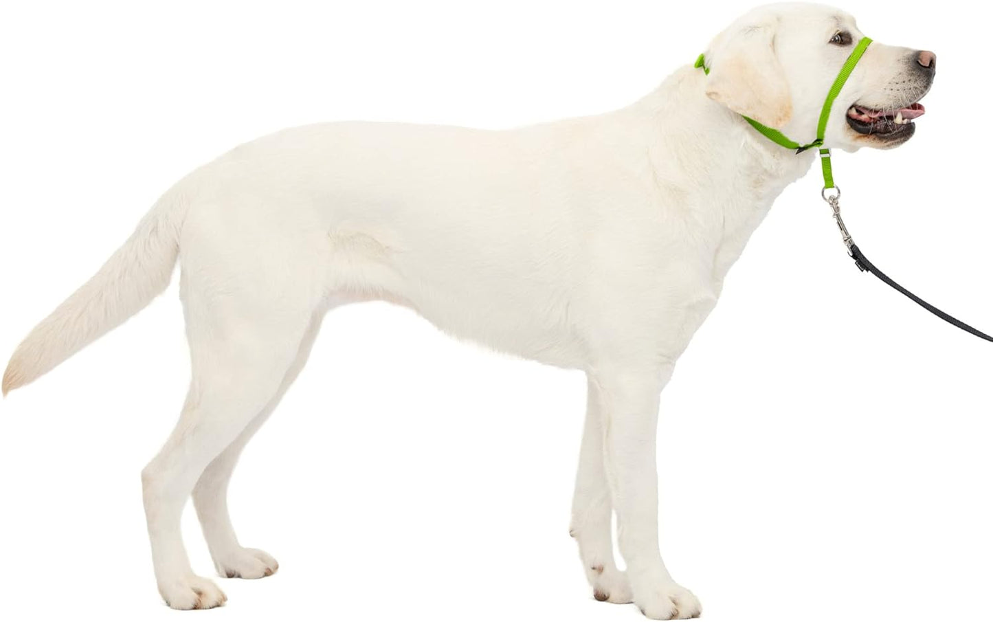 Petsafe Gentle Leader No-Pull Dog Headcollar - the Ultimate Solution to Pulling - Redirects Your Dog'S Pulling for Easier Walks - Helps You Regain Control - Large, Apple Green